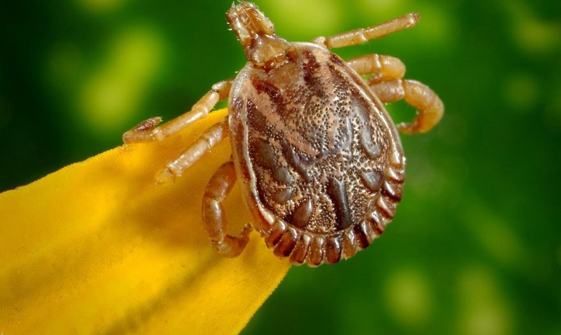  Saiba como evitar contato com o carrapato que causa a febre maculosa