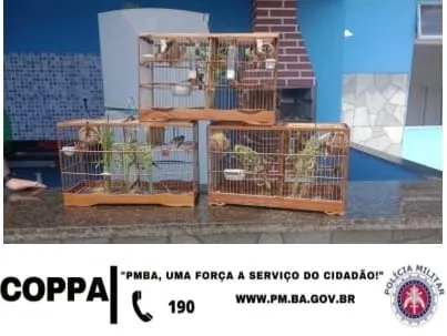  Inema e Polícia Ambiental encontram aves silvestres em cativeiro ilegal