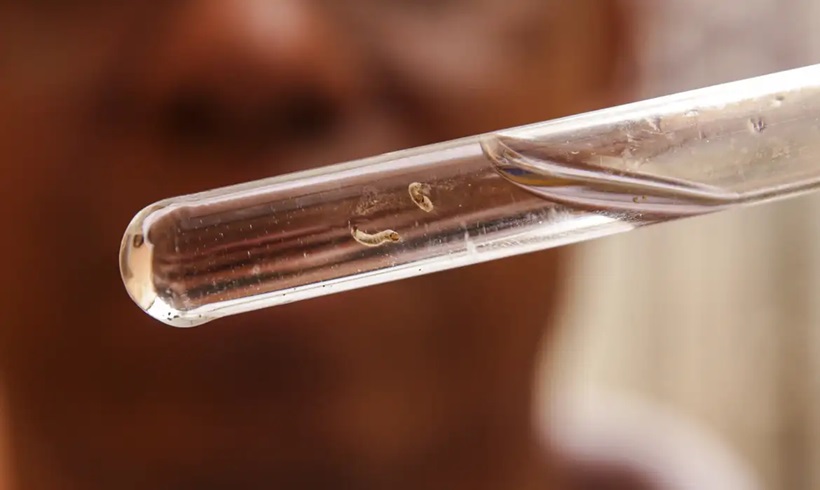  Brasil passa de 4 milhões de casos de dengue; mortes chegam a 1.937