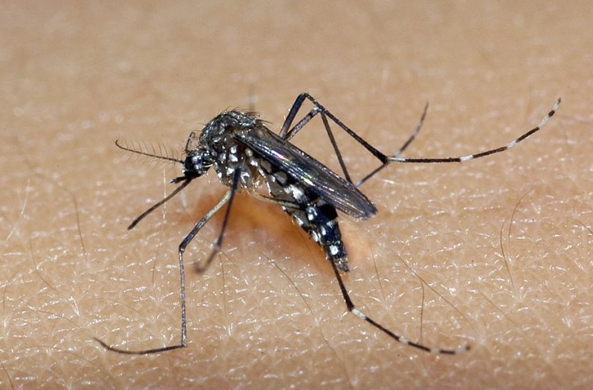  Mortes por dengue na Bahia chegam a 85; mais de 130 cidades estão com epidemia da doença