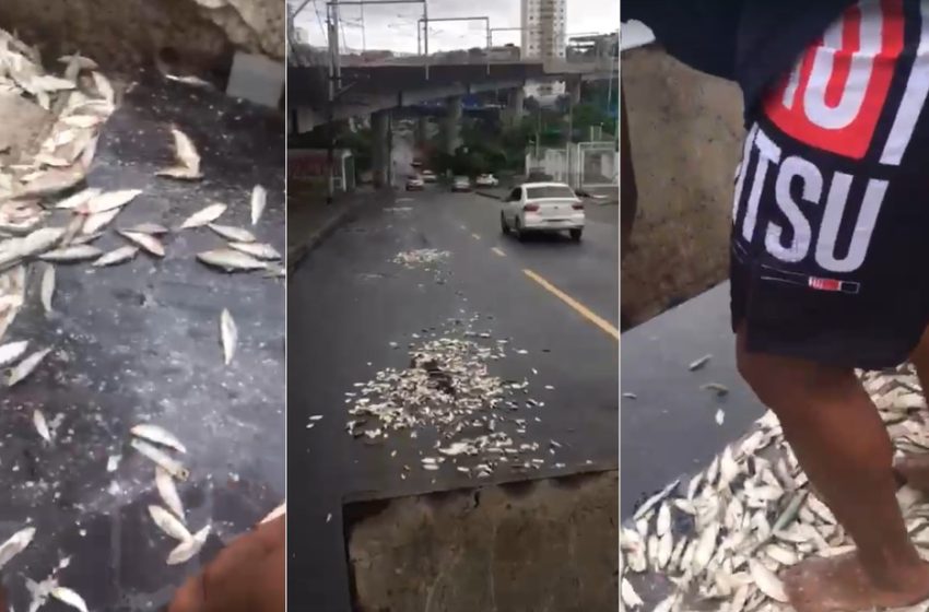  Homens enchem caçamba de sardinhas e jogam peixe no entorno da Arena Fonte Nova