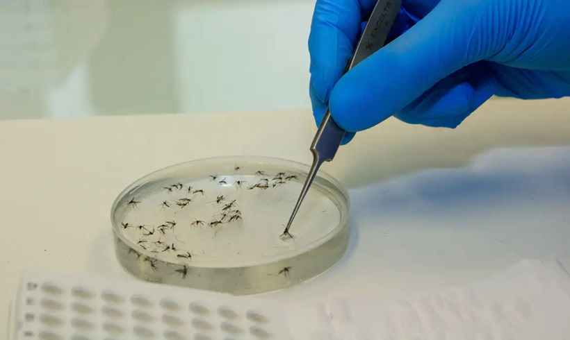  Saúde alerta para disseminação da febre Oropouche no país