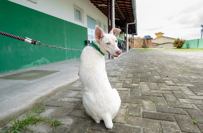  Camaçari amplia testagem de cães contra leishmaniose visceral e reforça combate à doença