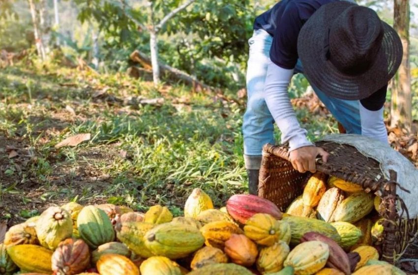  Projeto “Tesouros da Mata” impulsiona cultivo de cacau em Mata de São João